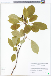 Prunus avium image