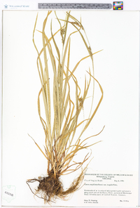 Carex amphibola var. turgida image