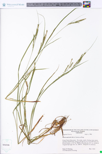 Carex aestivalis image