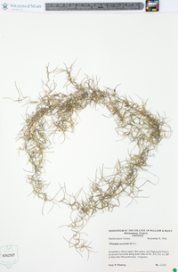 Tillandsia usneoides image