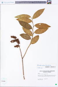 Leucothoe axillaris image