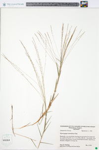 Gymnopogon brevifolius image