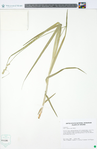 Carex sparganioides image