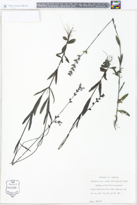 Buchnera floridana image