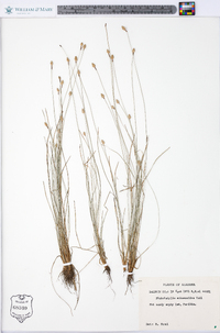 Fimbristylis schoenoides image