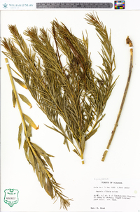 Amsonia ciliata image