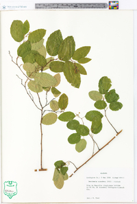 Berchemia scandens image