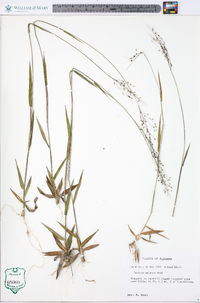 Panicum malacon image