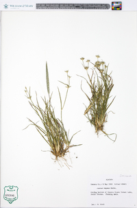 Juncus repens image