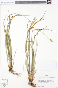 Carex crebriflora image