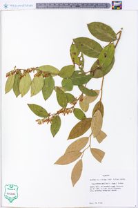 Leucothoe axillaris image