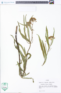 Asclepias linearis image