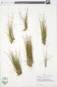 Eleocharis microcarpa image