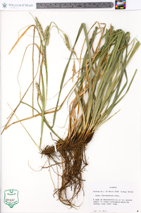 Carex cherokeensis image