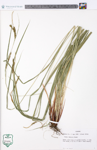 Carex venusta image