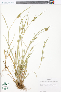 Carex crebriflora image