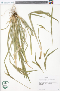 Carex crebriflora image