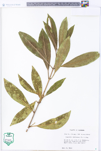 Osmanthus americanus image