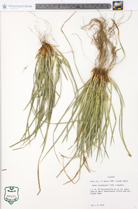 Carex willdenowii image