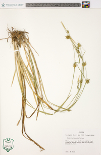 Carex turgescens image