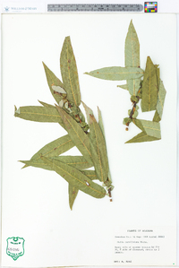 Salix caroliniana image