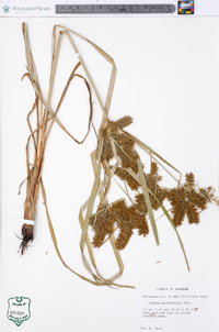 Cyperus erythrorhizos image