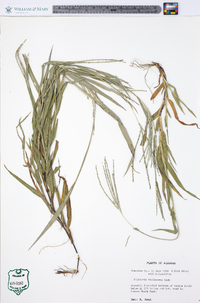 Digitaria violascens image