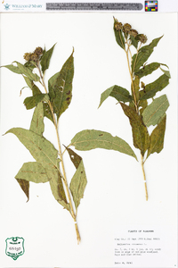 Helianthus strumosus image