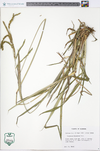 Paspalum dilatatum image