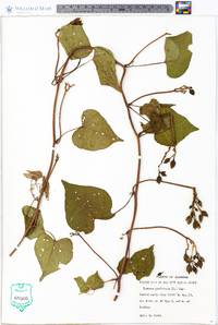 Ipomoea pandurata image