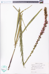 Liatris spicata image