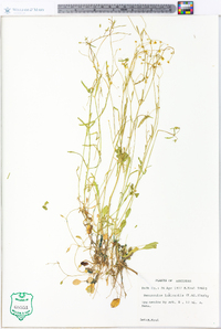 Ranunculus laxicaulis image