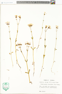 Valerianella longiflora image