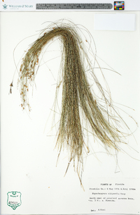 Rhynchospora oligantha image