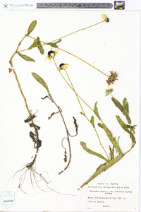 Rudbeckia hirta var. floridana image