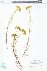 Flaveria linearis image