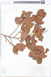 Coccoloba diversifolia image