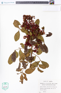 Schinus terebinthifolius image