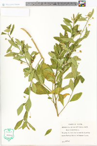 Sida rhombifolia image