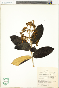 Miconia albicans image