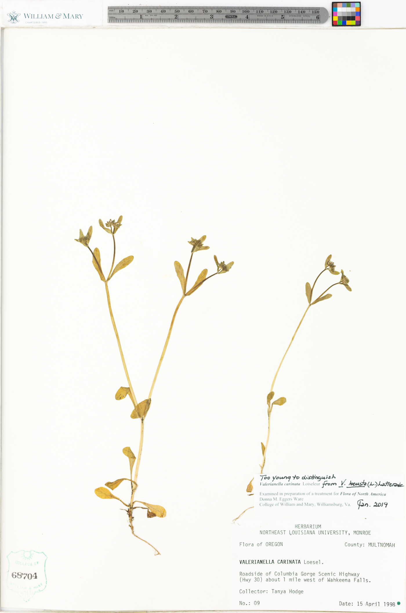 Valerianella carinata image