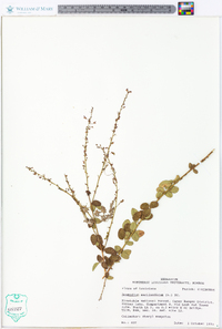 Desmodium marilandicum image