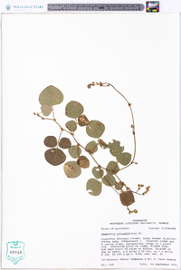 Desmodium rotundifolium image