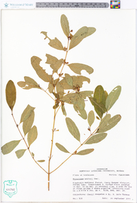 Hypericum walteri image