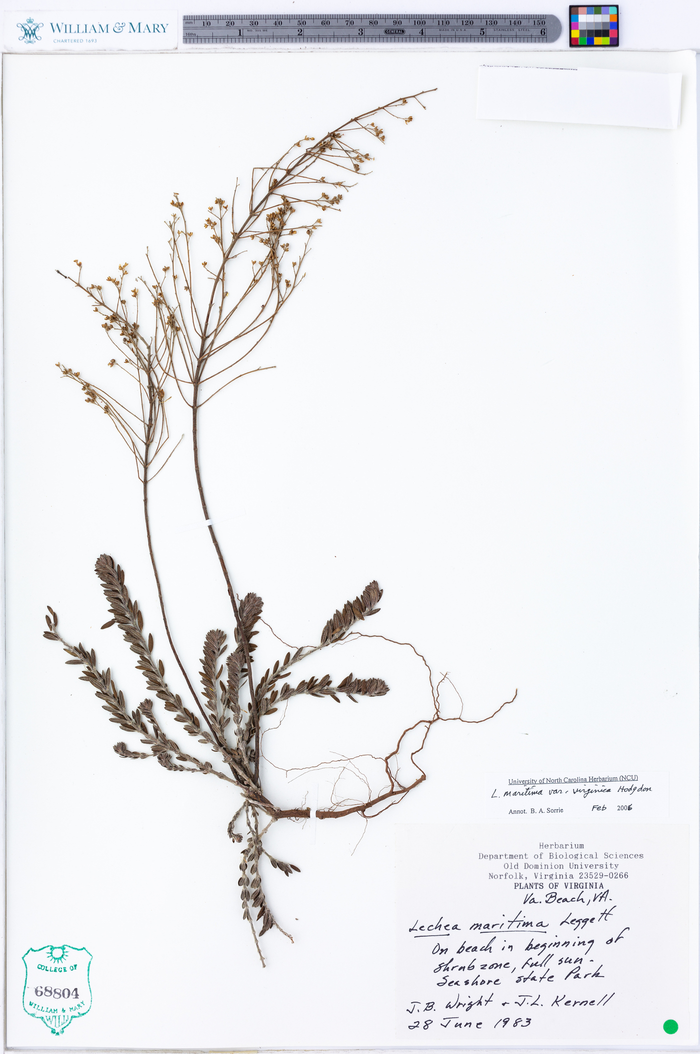 Lechea maritima var. virginica image