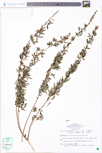 Lespedeza virginica image