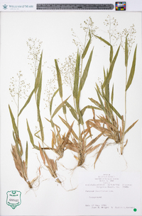 Panicum laxiflorum image