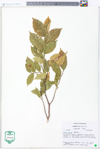 Ulmus alata image