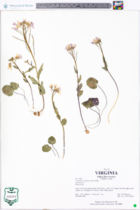 Cardamine douglassii image