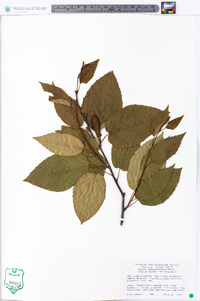 Betula alleghaniensis image